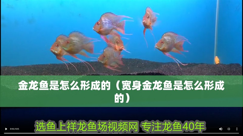金龍魚是怎么形成的（寬身金龍魚是怎么形成的）