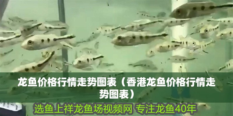 龍魚價格行情走勢圖表（香港龍魚價格行情走勢圖表）