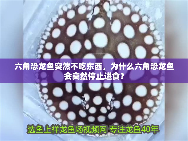 六角恐龍魚突然不吃東西，為什么六角恐龍魚會突然停止進食？