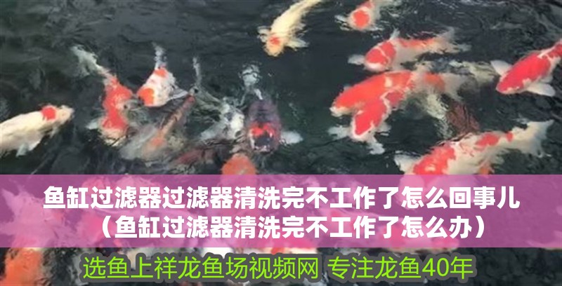 魚缸過濾器過濾器清洗完不工作了怎么回事兒（魚缸過濾器清洗完不工作了怎么辦）