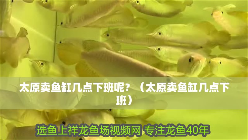 太原賣魚缸幾點下班呢？（太原賣魚缸幾點下班）
