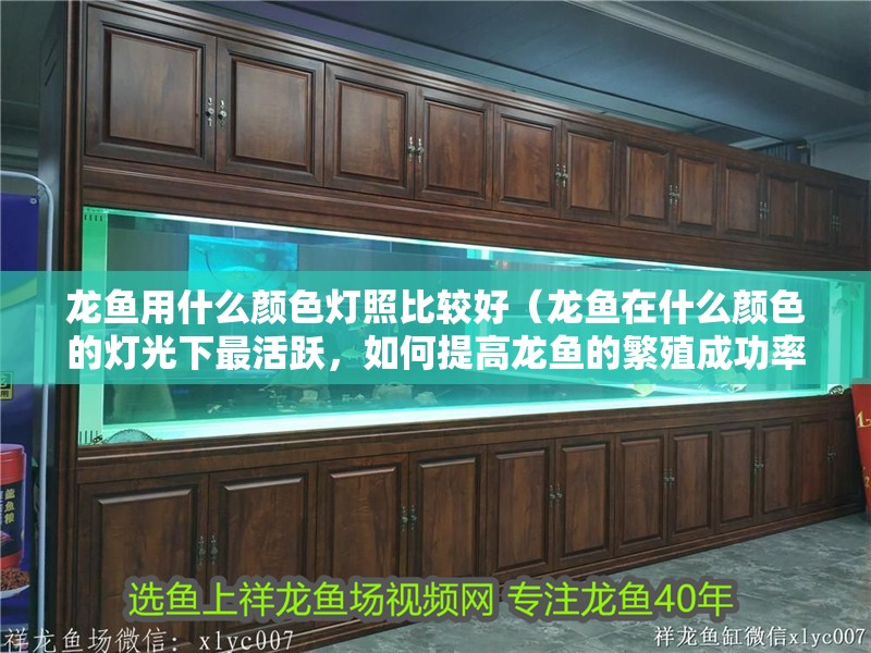 龍魚用什么顏色燈照比較好（龍魚在什么顏色的燈光下最活躍，如何提高龍魚的繁殖成功率）