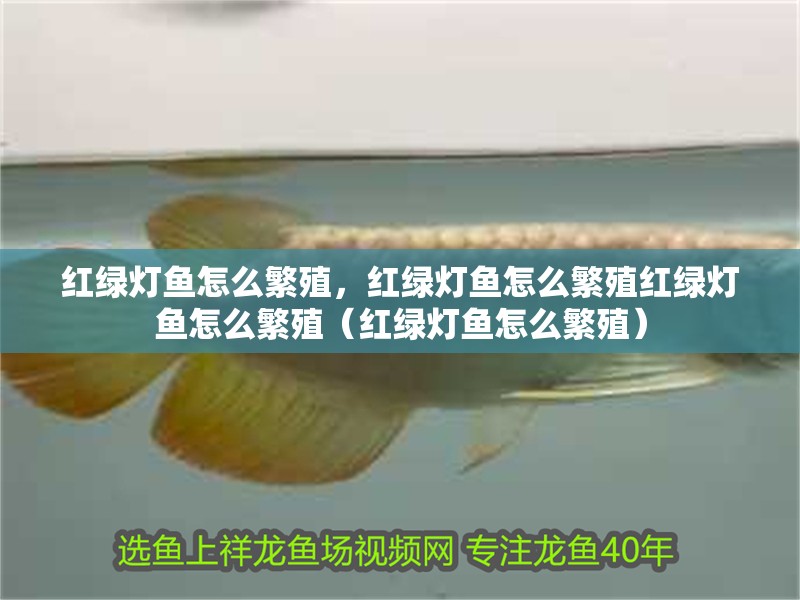 紅綠燈魚怎么繁殖，紅綠燈魚怎么繁殖紅綠燈魚怎么繁殖（紅綠燈魚怎么繁殖）