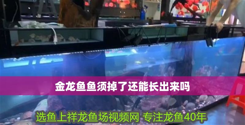金龍魚魚須掉了還能長出來嗎 龍魚百科 第2張 金龍魚魚須掉了還能長出來嗎 金龍魚魚須掉了還能長出來嗎 龍魚百科 第2張