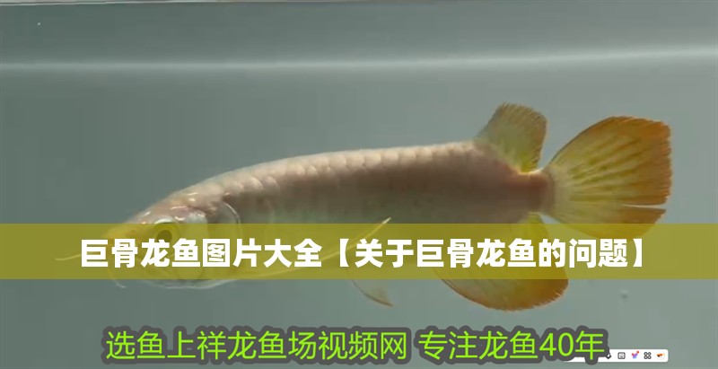 巨骨龍魚圖片大全【關(guān)于巨骨龍魚的問(wèn)題】