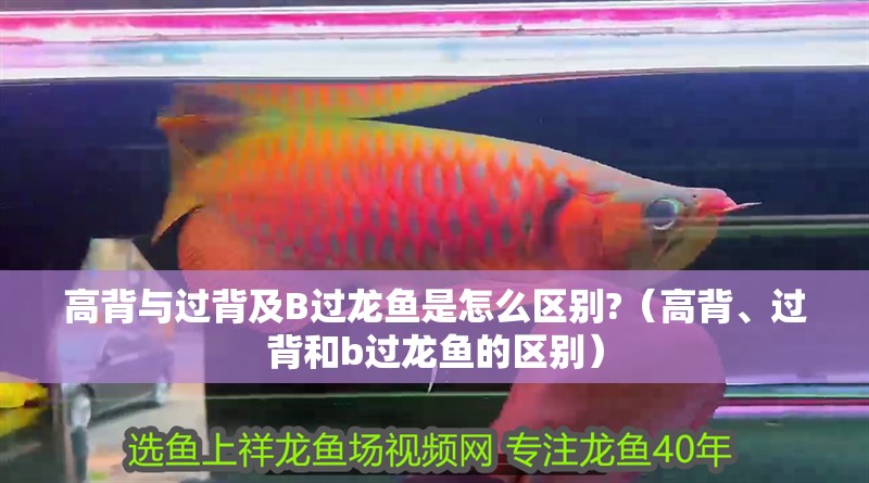 高背與過背及B過龍魚是怎么區別?（高背、過背和b過龍魚的區別）