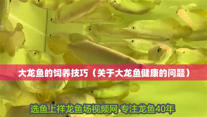 大龍魚的飼養技巧（關于大龍魚健康的問題）