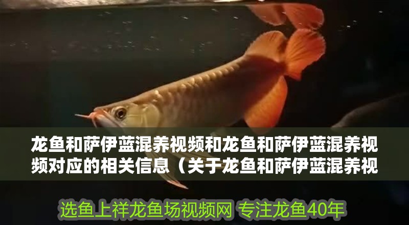 龍魚和薩伊藍混養視頻和龍魚和薩伊藍混養視頻對應的相關信息（關于龍魚和薩伊藍混養視頻）