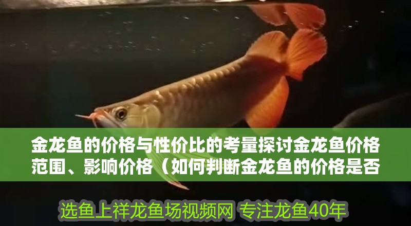 金龍魚的價格與性價比的考量探討金龍魚價格范圍、影響價格（如何判斷金龍魚的價格是否物有所值）