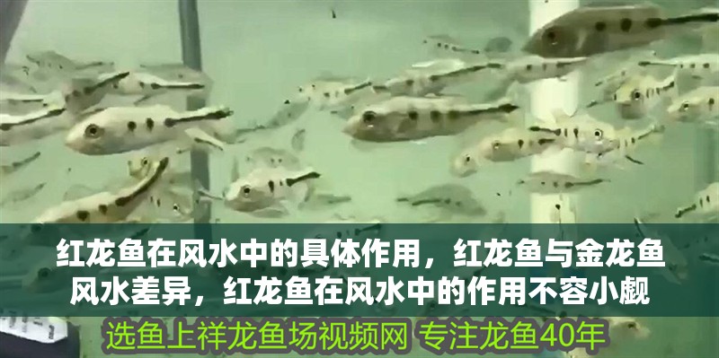 紅龍魚在風水中的具體作用，紅龍魚與金龍魚風水差異，紅龍魚在風水中的作用不容小覷