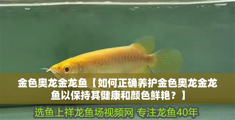 金色奧龍金龍魚【如何正確養護金色奧龍金龍魚以保持其健康和顏色鮮艷？】