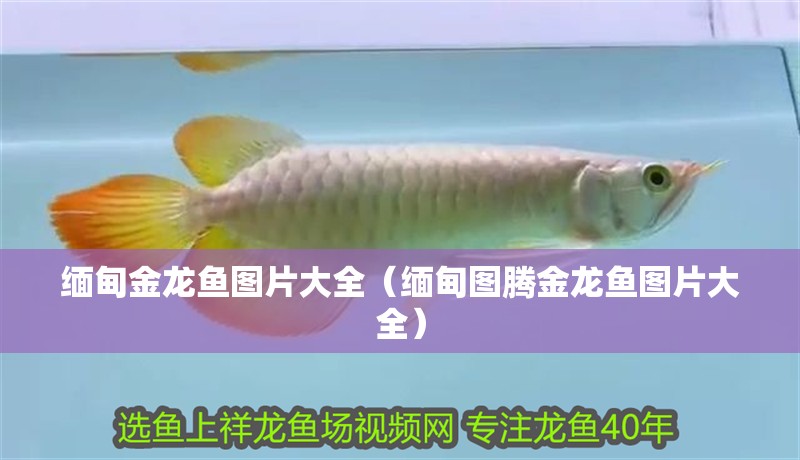緬甸金龍魚圖片大全（緬甸圖騰金龍魚圖片大全） 緬甸金龍魚圖片大全（緬甸圖騰金龍魚圖片大全） 觀賞魚百科