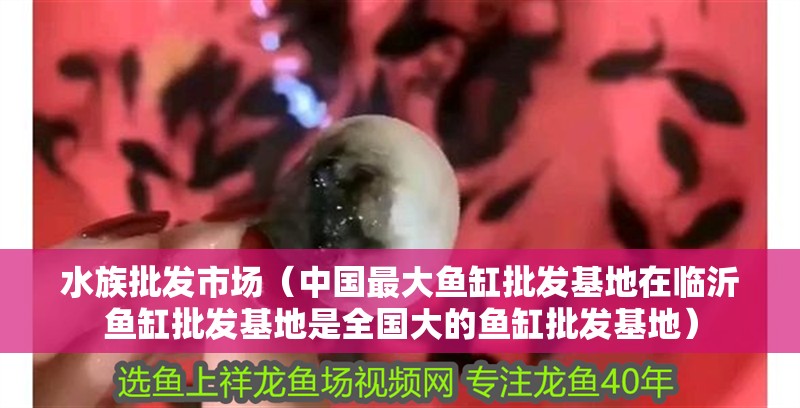 水族批發市場（中國最大魚缸批發基地在臨沂魚缸批發基地是全國大的魚缸批發基地）