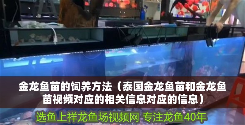 金龍魚苗的飼養方法（泰國金龍魚苗和金龍魚苗視頻對應的相關信息對應的信息）