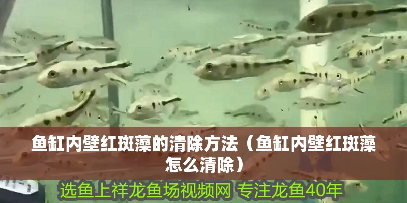 魚缸內壁紅斑藻的清除方法（魚缸內壁紅斑藻怎么清除）