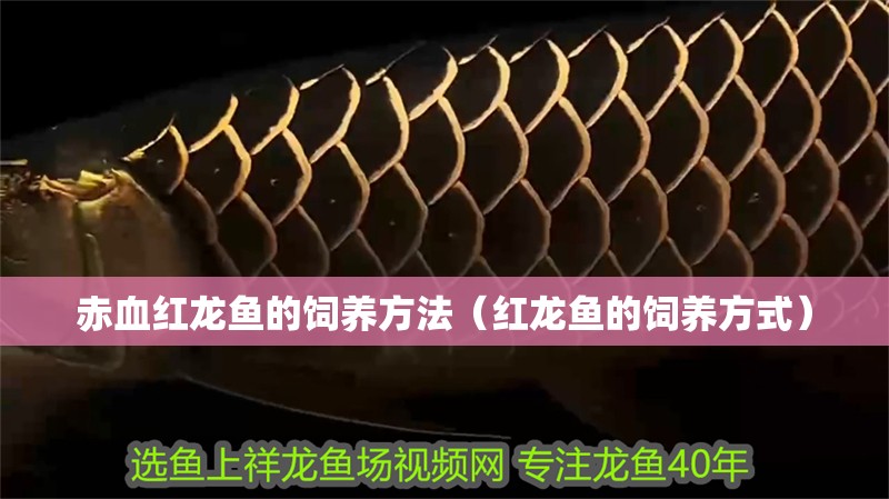 赤血紅龍魚的飼養(yǎng)方法（紅龍魚的飼養(yǎng)方式）