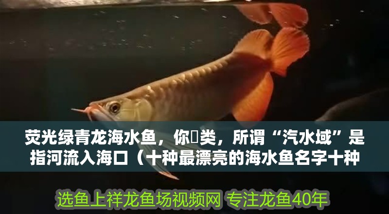 熒光綠青龍海水魚(yú)，你鲀類，所謂“汽水域”是指河流入<strong><mark>海口</mark></strong>（十種最漂亮的海水魚(yú)名字十種最漂亮的海水魚(yú)名字十種最漂亮的海水魚(yú)）