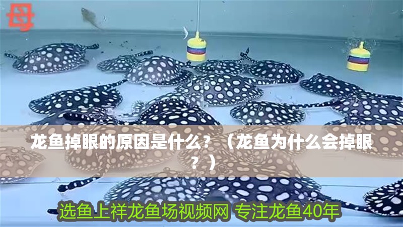 龍魚掉眼的原因是什么？（龍魚為什么會掉眼？）