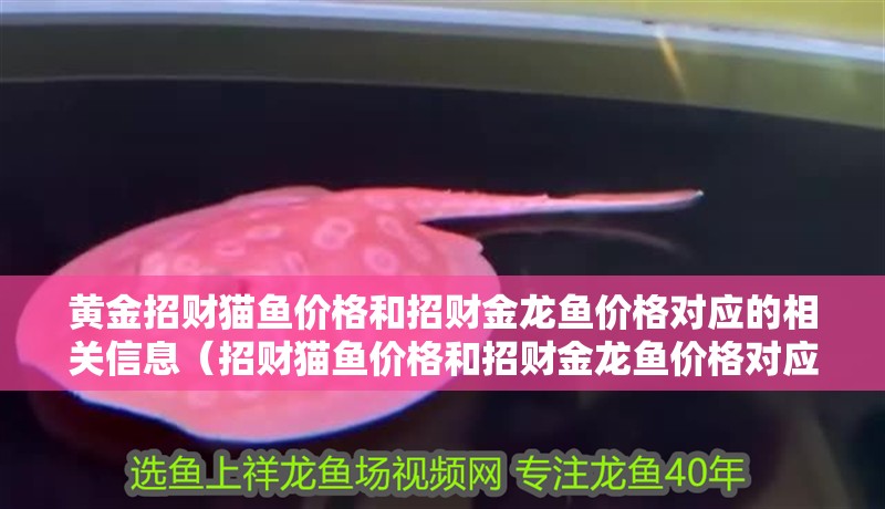 黃金招財貓魚價格和招財金龍魚價格對應的相關信息（招財貓魚價格和招財金龍魚價格對應的相關信息）