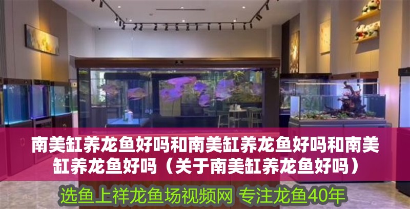 南美缸養龍魚好嗎和南美缸養龍魚好嗎和南美缸養龍魚好嗎（關于南美缸養龍魚好嗎）