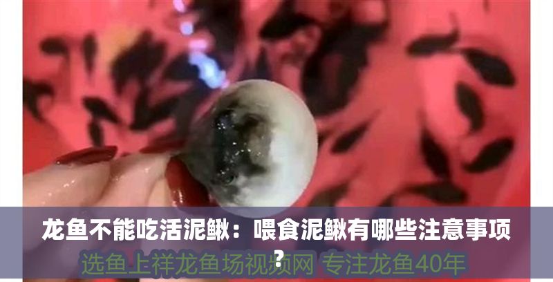 龍魚不能吃活泥鰍：喂食泥鰍有哪些注意事項？