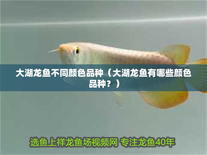 大湖龍魚(yú)不同顏色品種（大湖龍魚(yú)有哪些顏色品種？）