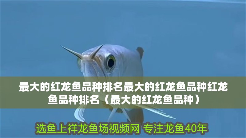 最大的紅龍魚品種排名最大的紅龍魚品種紅龍魚品種排名（最大的紅龍魚品種）
