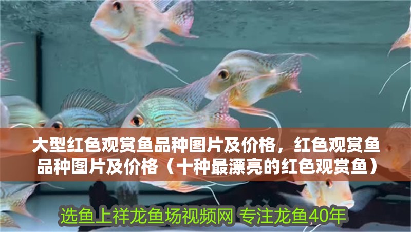 大型紅色觀賞魚品種圖片及價格，紅色觀賞魚品種圖片及價格（十種最漂亮的紅色觀賞魚）