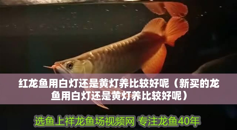 紅龍魚用白燈還是黃燈養比較好呢（新買的龍魚用白燈還是黃燈養比較好呢）