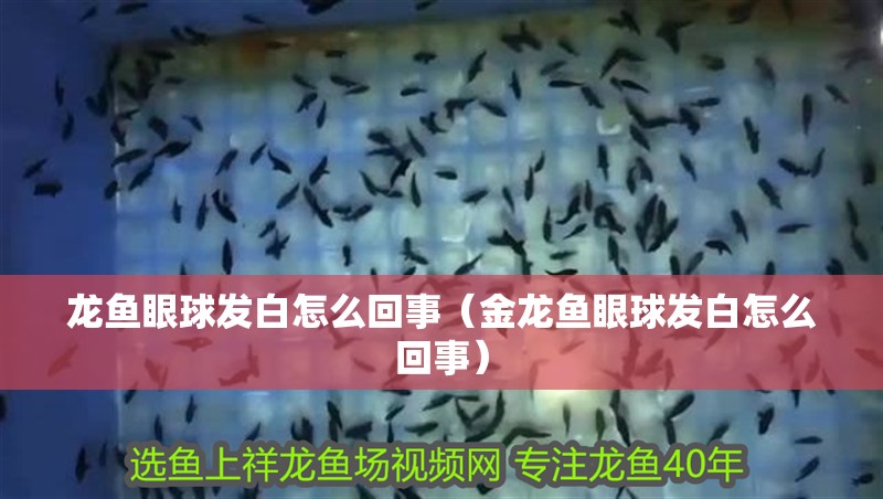 龍魚眼球發白怎么回事（金龍魚眼球發白怎么回事）