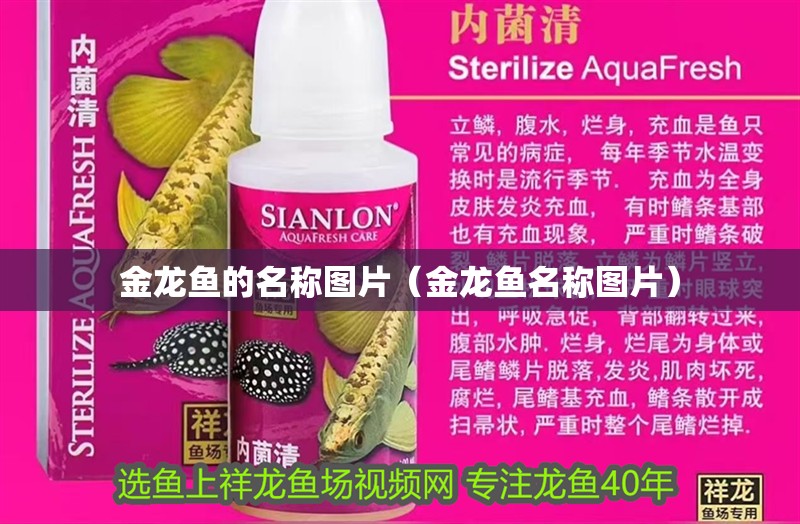 金龍魚的名稱圖片（金龍魚名稱圖片）