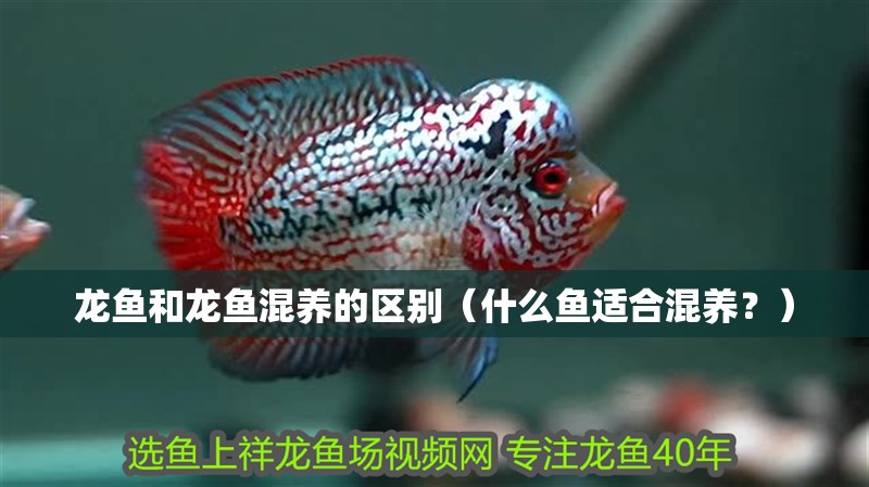 龍魚和龍魚混養(yǎng)的區(qū)別（什么魚適合混養(yǎng)？）
