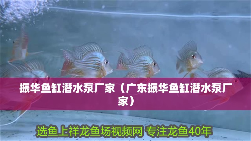 振華魚缸潛水泵廠家（廣東振華魚缸潛水泵廠家） 振華魚缸潛水泵廠家（廣東振華魚缸潛水泵廠家） 觀賞魚百科