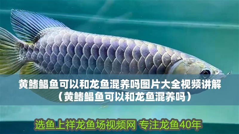 黃鰭鯧魚(yú)可以和龍魚(yú)混養(yǎng)嗎圖片大全視頻講解（黃鰭鯧魚(yú)可以和龍魚(yú)混養(yǎng)嗎） 黃鰭鯧魚(yú)可以和龍魚(yú)混養(yǎng)嗎圖片大全視頻講解（黃鰭鯧魚(yú)可以和龍魚(yú)混養(yǎng)嗎） 觀賞魚(yú)百科