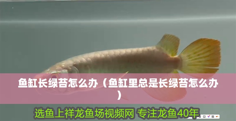 魚缸長綠苔怎么辦（魚缸里總是長綠苔怎么辦）