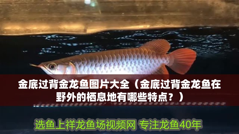 金底過(guò)背金龍魚(yú)圖片大全（金底過(guò)背金龍魚(yú)在野外的棲息地有哪些特點(diǎn)？）
