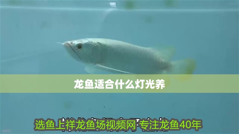 龍魚適合什么燈光養