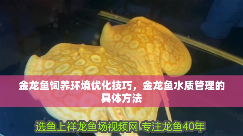 金龍魚飼養環境優化技巧，金龍魚水質管理的具體方法