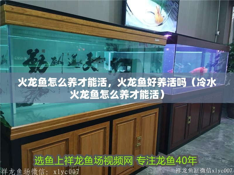 火龍魚怎么養才能活，火龍魚好養活嗎（冷水火龍魚怎么養才能活）