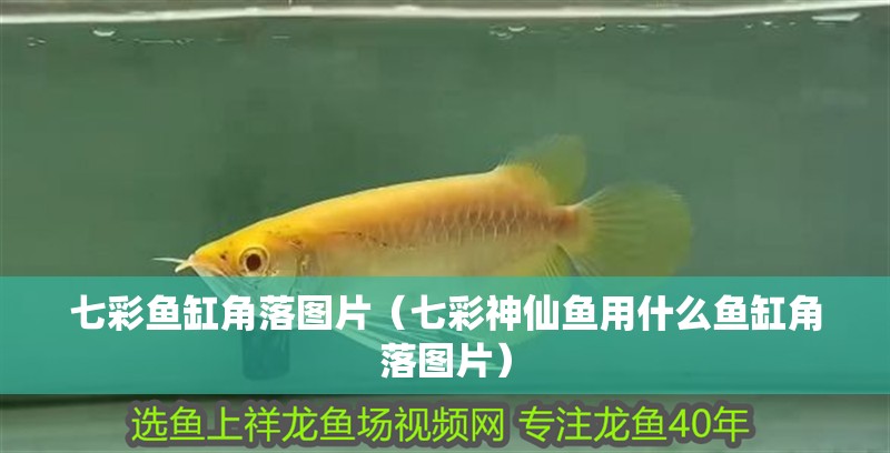 七彩魚缸角落圖片（七彩神仙魚用什么魚缸角落圖片） 七彩魚缸角落圖片（七彩神仙魚用什么魚缸角落圖片） 觀賞魚百科