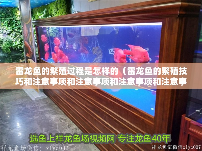 雷龍魚的繁殖過程是怎樣的（雷龍魚的繁殖技巧和注意事項和注意事項和注意事項和注意事項）