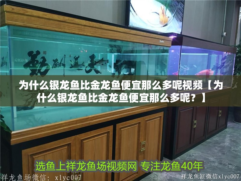 為什么銀龍魚比金龍魚便宜那么多呢視頻【為什么銀龍魚比金龍魚便宜那么多呢？】