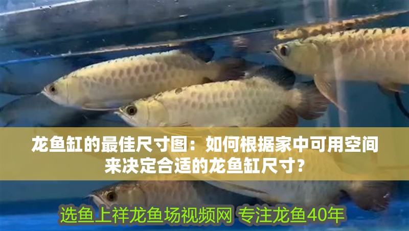 龍魚缸的最佳尺寸圖：如何根據家中可用空間來決定合適的龍魚缸尺寸？ 龍魚缸的最佳尺寸圖：如何根據家中可用空間來決定合適的龍魚缸尺寸？ 觀賞魚百科