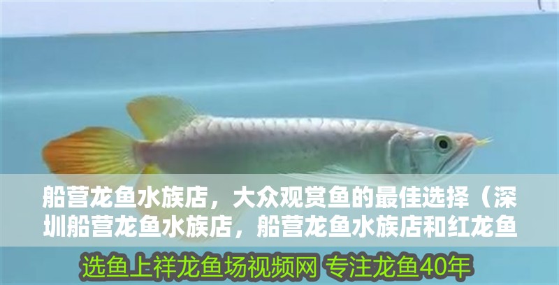 船營龍魚水族店，大眾觀賞魚的最佳選擇（深圳船營龍魚水族店，船營龍魚水族店和紅龍魚水族店）