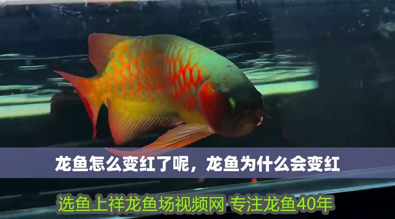 龍魚怎么變紅了呢，龍魚為什么會變紅