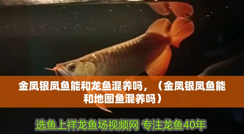 金鳳銀鳳魚能和龍魚混養嗎，（金鳳銀鳳魚能和地圖魚混養嗎）