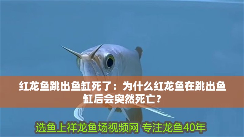 紅龍魚跳出魚缸死了：為什么紅龍魚在跳出魚缸后會突然死亡？