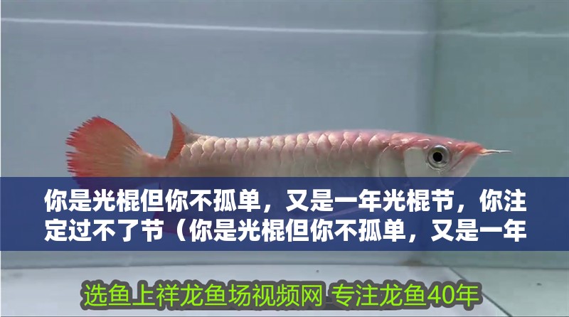 你是光棍但你不孤單，又是一年光棍節(jié)，你注定過不了節(jié)（你是光棍但你不孤單，又是一年光棍節(jié)）