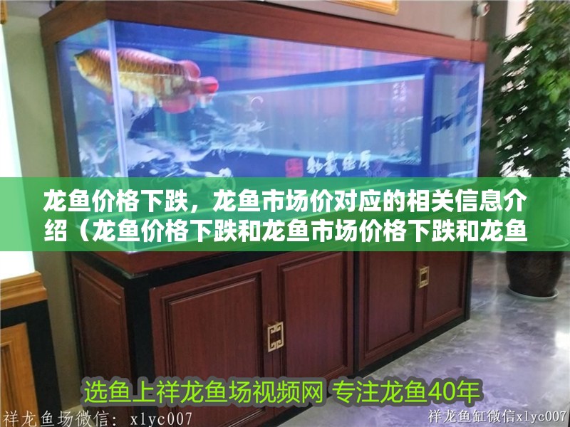龍魚價格下跌，龍魚市場價對應的相關信息介紹（龍魚價格下跌和龍魚市場價格下跌和龍魚市場價格下跌）