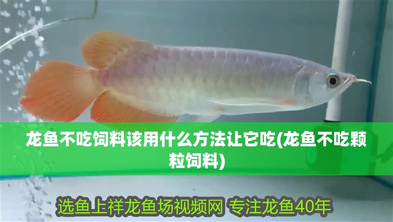 龍魚不吃飼料該用什么方法讓它吃(龍魚不吃顆粒飼料) 龍魚不吃飼料該用什么方法讓它吃(龍魚不吃顆粒飼料) 觀賞魚百科